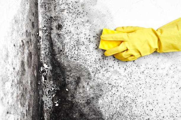 Best Emergency Mold Remediation in Neffs, OH