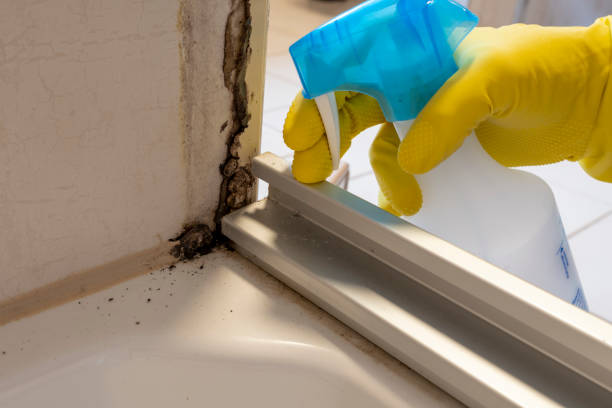 Best DIY Mold Remediation Support Services in Neffs, OH