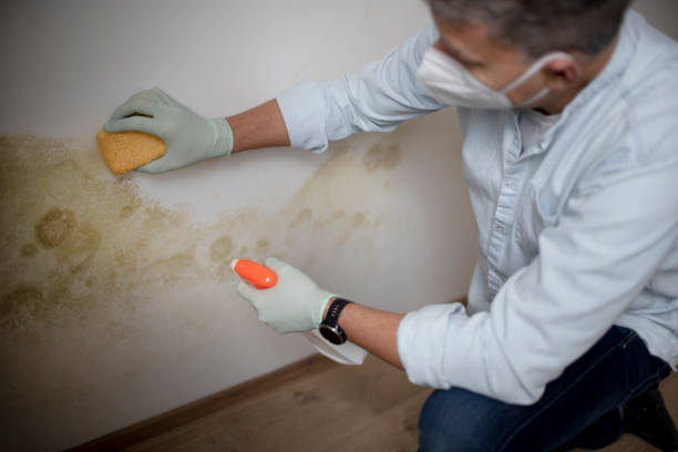 Best Kitchen Mold Remediation in Neffs, OH