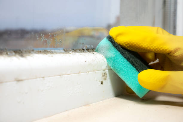 Neffs, OH Mold Remediation Company