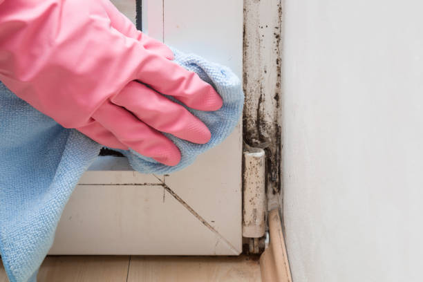Best Mold Testing and Inspection Services in Neffs, OH
