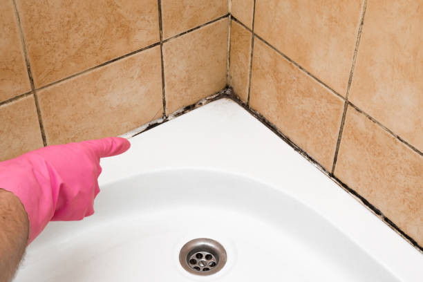 Best Industrial Mold Remediation in Neffs, OH